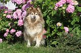 CHIEN FINNOIS DE LAPONIE 087